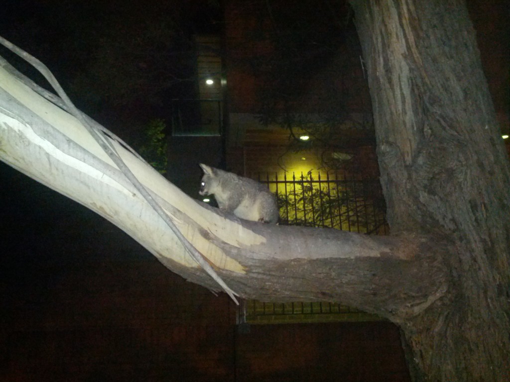 Native Australian night life! 