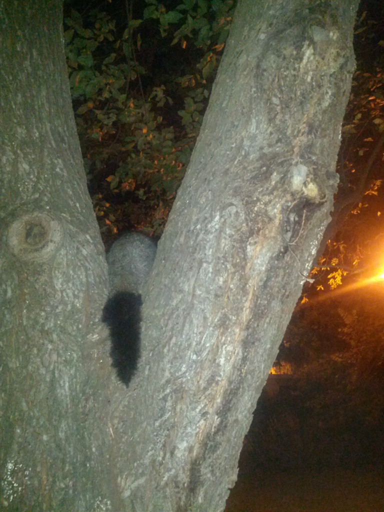 Spot the possum!